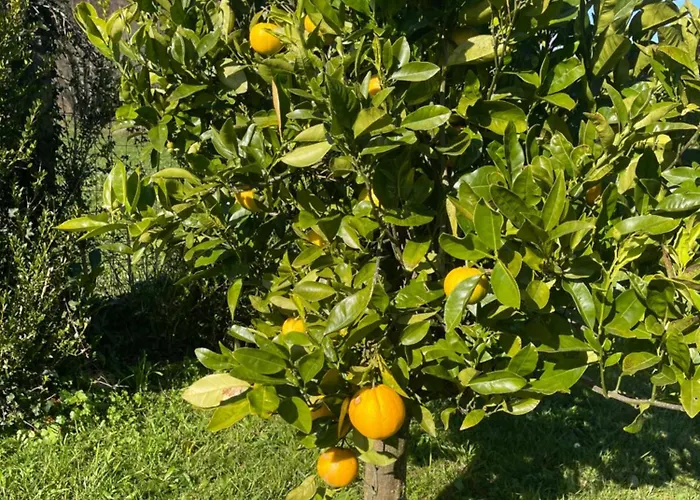 La Casa Da Pipa 펜션 Cesuras