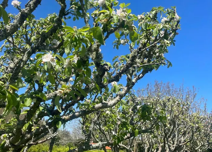 La Casa Da Pipa 펜션 Cesuras